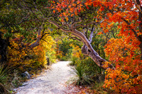Enchanted Path