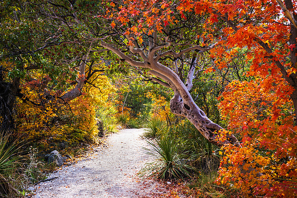 Enchanted Path